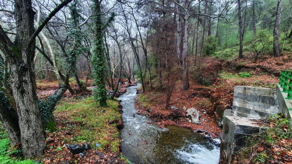Forest trail beside a stream in Cyprus on a rainy day
